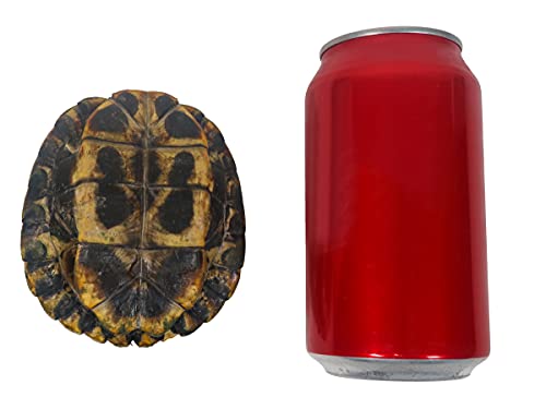 Image of 3-4 inch Red Ear Turtle Shell (227GS-0304)