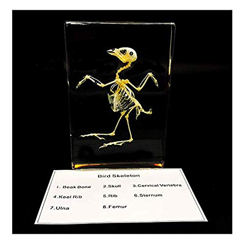 Esqueleto de pájaro real pisapapeles biológico para muestras de aula ciencias