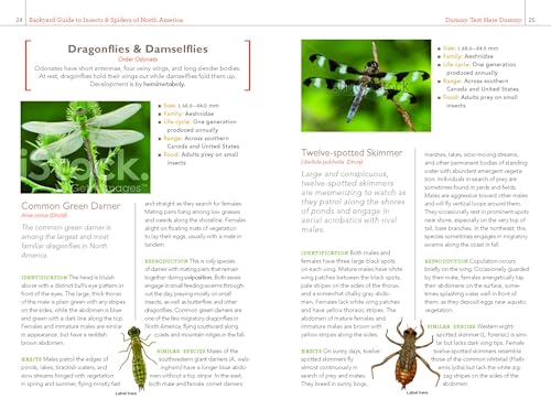 National Geographic Backyard Guide to Insects and Spiders of North America (National Geographic Backyard Guides) - Image 4