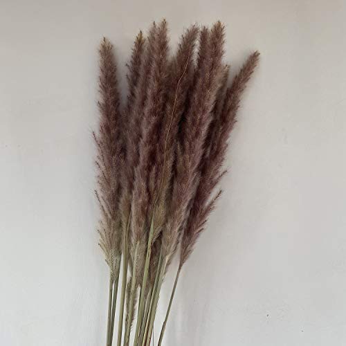 Natürliche Getrocknete Tolles Pampasgras, 58cm Trockenblumenstrauß Vase Deko, DIY Boho Dekoblumen für Inneneinrichtungen, Salon, Hochzeit Fotografie, Sanft Fluffig und Voluminös, Sicher Verpackt Cover