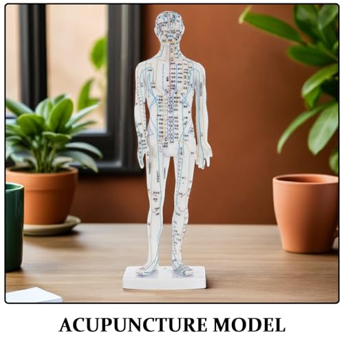 Modèle d'acupuncture homme idéal pour vos démonstrations en cabinet - 3