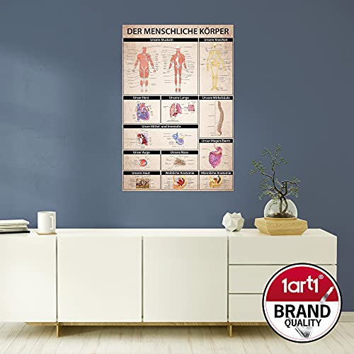1art1 Der Menschliche Körper Poster Anatomie, Muskeln Knochen Organe Plakat | Bild 91x61 cm