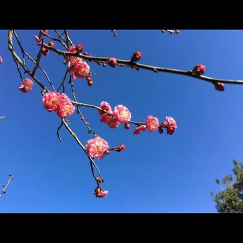 第494話『失意の日々を、希望に変える』－【福岡県にゆかりのあるレジェンド篇】儒学者・本草学者　貝原益軒－