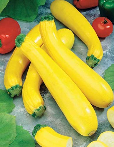 Risitar Graines - 20pcs Rare Courgette Parador F1 (Obt. Gautier) fruits homogènes jaune productive, Graines biologiques Graines de légumes résistante au froid Cover