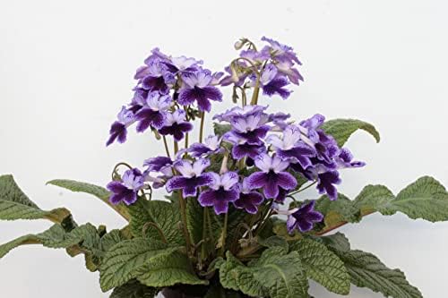 Collection of Eight Streptocarpus/Cape Primrose Jumbo Size Plug Plants