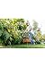 Bosch Home and Garden 06008C1H00 Bosch Cortabordes EasyGrassCut 23 (280 W, en...