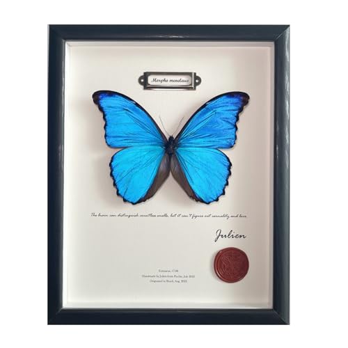 ArsVenciik Real Blue Morpho Butterfly Taxidermy