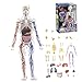 Human Body Structure Model, 3D Human Body Model for Kids with Removable Bones, Organs and Blood Vessels for Anatomy Skeleton Skeleton for Anatomy