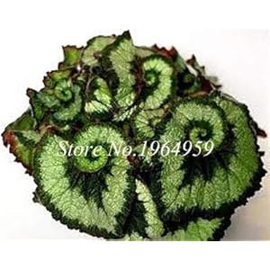 SEEDS: Bonsai 100 Stück Schöner Regenbogen Begonia Bonsais Topf Bonsai Garten Hof Balkon Coleus Für Hausgarten: 5
