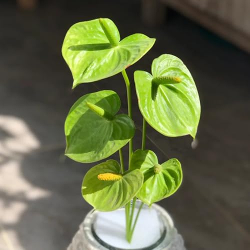 Semillas de anturio, semillas de flores de flamenco, plantas verdes, decoración salón Semillas de anturio andraeanum, plantar semillas, plantas de oficina plantas de interior 60pcs