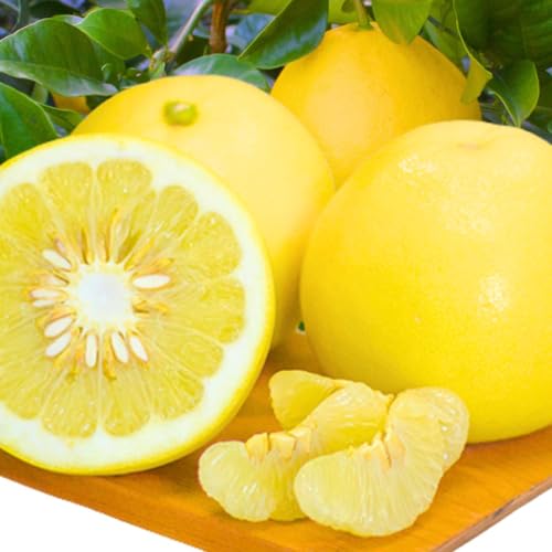 [令和8年3月下旬頃より発送開始]片岡園芸 土佐文旦 10kg 家庭用 ぶんたん ブンタン 柑橘 みかん フルーツ 果物 柚子 ゆず 高知県産 特産品 名産 贈答用 ギフト 贈り物 お歳暮 お中元 果汁 ジュース 産地直送 旬 冬 甘酸っぱい ビタミンC 高知県 仁淀川町