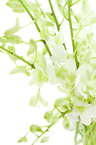Fresh Cut Flowers - Dendrobium Orchids White
