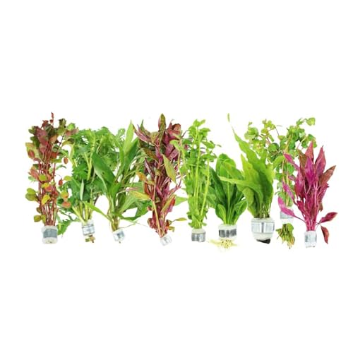 Live Aquarium Plants Mixed Variety