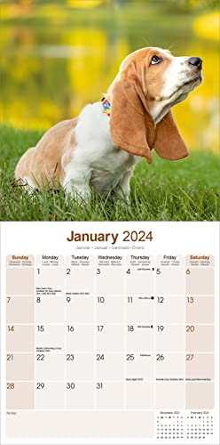 Basset Hound Calendar 2024 - Image 3