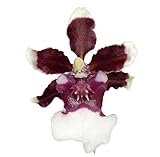 Orchid Insanity -Onc. Heaven Scent 'Redolence' - Fragrant Chocolate-Scented Blooms Easy to Grow, windowsill-Size, Cool and Warm Tolerant. NOT in Bloom/Bud When Shipped