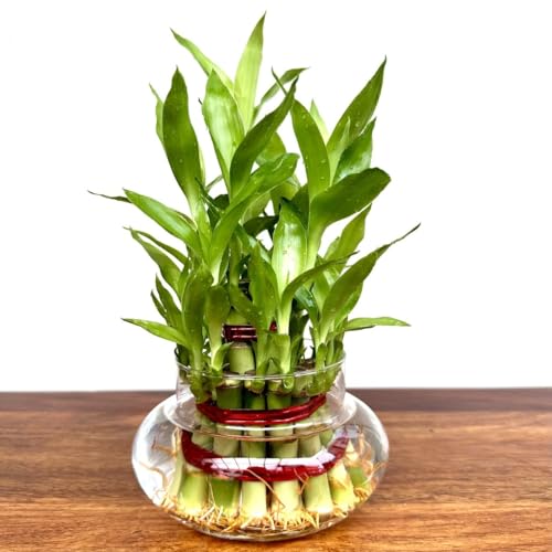Image of Aradhya Enterprises Glass pots for Lucky Bamboo Bowl transperant Glass Bowl (mini pk 1)