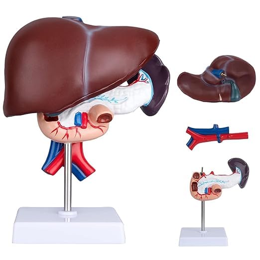 Anatomical Model of Liver, Pancreas and Duodenum with Detailed Structures