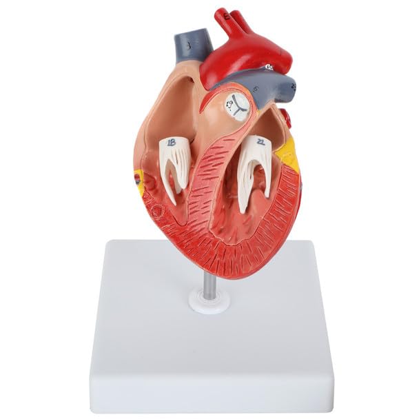 Axis Scientific 2-Part Life-Size Canine Heart Anatomy Model - Detailed Canine Heart Anatomy Model for Veterinarians, Teachers, Students -Includes Study Guide - Durable and Realistic