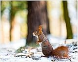 Wallario Poster - Neugieriges Eichhörnchen im verschneiten 