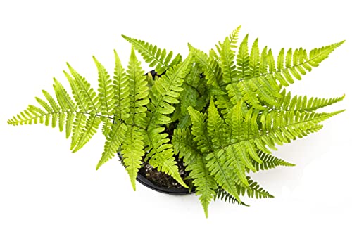 Autumn Fern Plants Live Outdoor Plants, Fern Plant Live Plants Outdoor Live Fern Potting Soil, Landscape Edging Perennial Plants For Shade, Outdoor Plants Live Ferns For Outdoors By Plants For Pets #TOP2