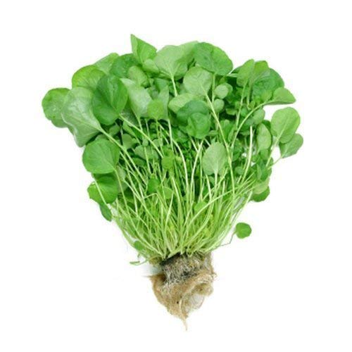 Greens Watercress Conventional, 1 Each