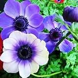 Anémona bulbos,Anemone cathayensis,Plantas resistentes de jardinería para jardín de hierbas,regalo de jardín,Anémona coronaria,flor herbácea perenne,Tesoros hortícolas,Paisajismo.-5bulbos-J