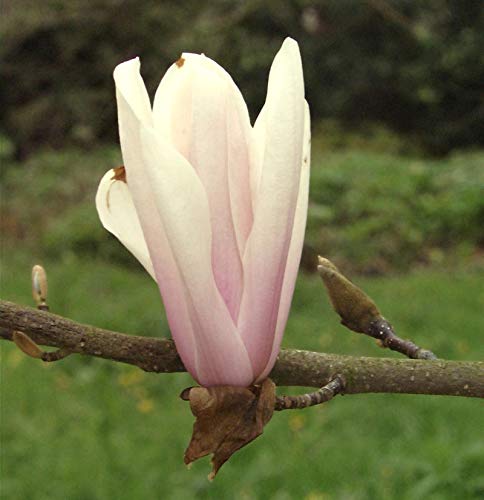Hochstamm Magnolie Sunsation 100-125cm - Magnolia - lebende Gartenpflanze aus den Baumschulen