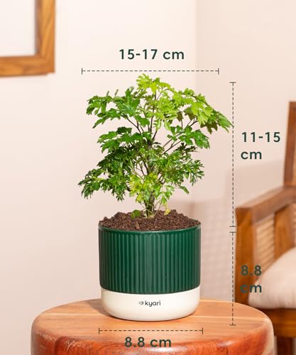 Image of Kyari Aralia Green Live Plant Indoor with Green Self Watering Pot