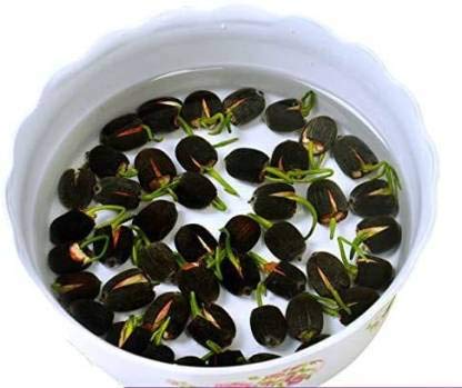 See full amazon price history chart for Bee Garden Bowl Lotus Seeds Ornamental Courtyard Finest Viable Mixed Colors Aquatic Water Features Seeds Home Garden Yard Farm Pond Decor Seed 40 per Packet Bee Garden Bowl Lotus Seeds Ornamental Courtyard Finest Viable Mixed Colors Aquatic Water Features Seeds Home Garden Yard Farm Pond Decor Seed 40 per Packet (B08WPPM3TL) Amazon Price History, Amazon Price Tracker