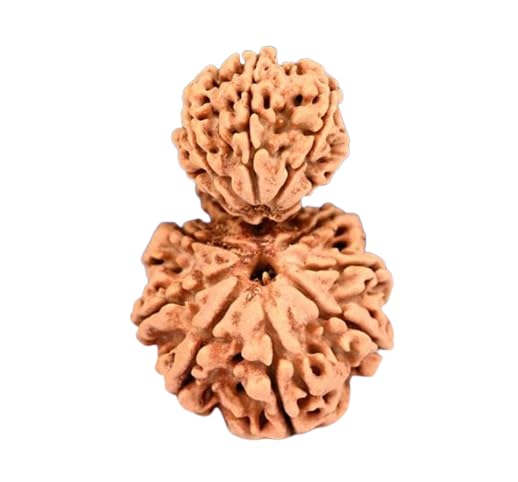 Pure Gauri Ganesh Ruthratcham Neapli Gori Ganapti Ruthrajam Blessed By Lord Ganesha & Goddess Parvati गर्भ गौरी रुद्राक्ष Garbh Gauri Rudraksha Original Certified By Lab ഗർഭ ഗൗരി രുദ്രാക്ഷം-image-2