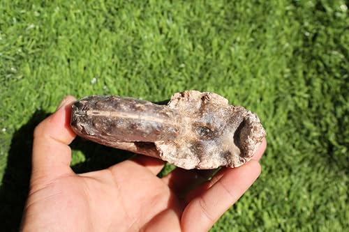 Image of Ammonite Mammites Nodosoides Ammonite Fossil Rare Ammonite Fossil Natural Fossil from Morocco A33