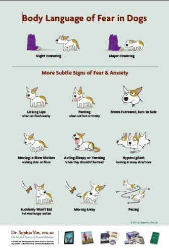 Body Language of Fear and Anxiety in Dogs (Handouts)