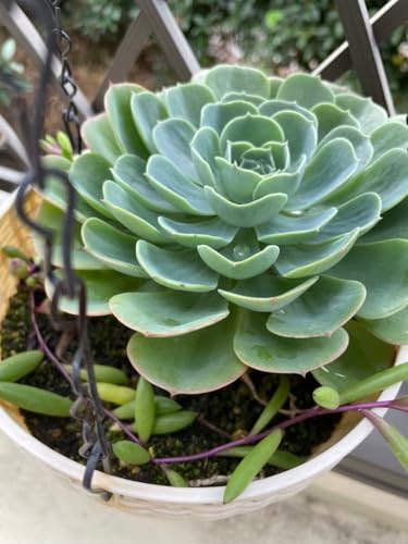 A GPx r[lbNX ʂc _ q