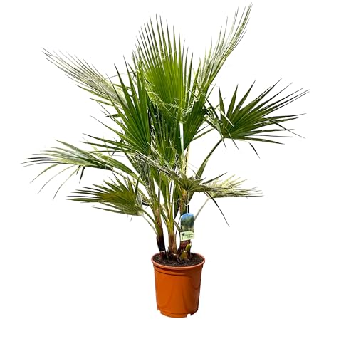 Sunny Tree - Palmier - Washingtonia Robusta - Multi-tronc - 140-160 centimètres avec pot - Palmier éventail mexicain