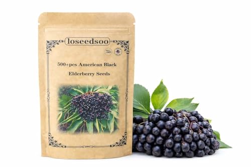 Elderberry Seeds - American Black Elderberry Seeds 500+ for Planting Sambucus Canadensis Berry Seeds Non-GMO Heirloom Fruit Shrub Seeds for Garden & Outdoor Growing loseedsoo