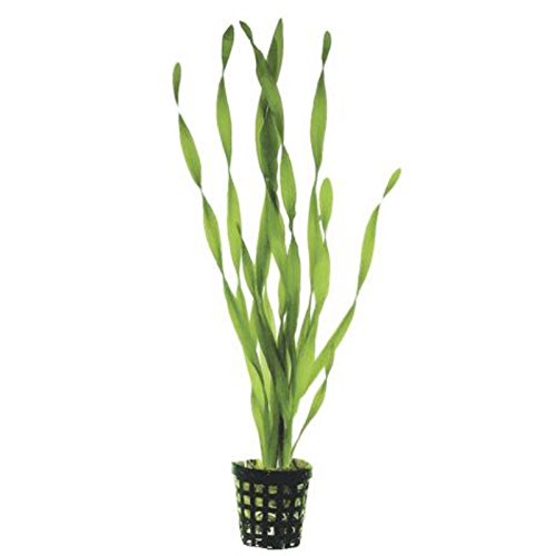 Aquarium Plants Tape Grass Amazon.in Garden & Outdoors