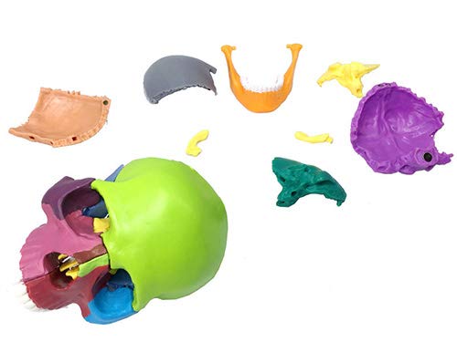 Modello didattico, modello anatomico del cranio medico, modello di cranio umano per studio anatomico, modello di testa di cranio colorato per clinica odontoiatrica Strumenti didattici, esposizione di