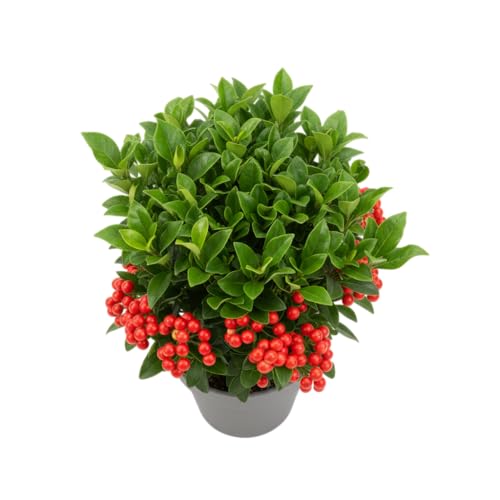 Planta Ardisia Crenata Natural Elegancia y Tradición Navideña | DECOALIVE