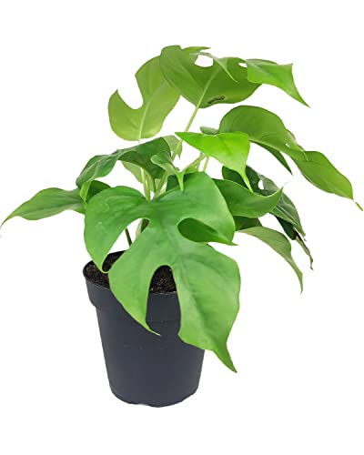 Rhaphidophora Tetrasperma - Monstera Minima (4" Grower Pot) - Air-Purifying