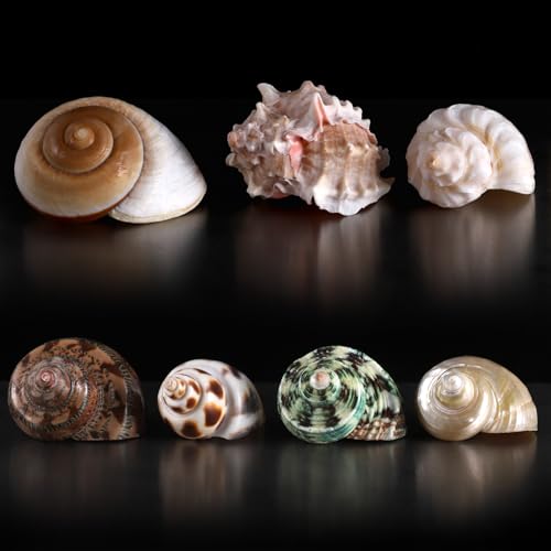 Image of PPCLION 7 PCS Large Medium Small Natural Hermit Crab Shells Turbo Sea Conch Shell for Decor, Size: 2-3.5 inch. Opening 0.5 inch-2 inch