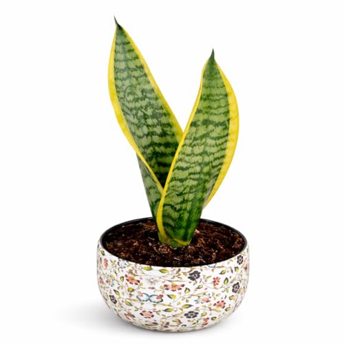 Image of Amulya Farms Indoor Plants for Home | Snake Plant Indoor Live Plant in Premium Floral Print Metal Pot | Air Purifying Indoor Plants for Home & Bedroom | Low Maintenance Indoor Plant