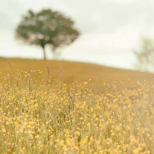 Dehxzptrf Best Audio Library cover art