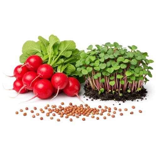 Image of Red Radish Microgreen Seeds, Chemical-Free, Non-GMO, 100 GM Pack with Free One Coco Disk, Grown in India, 7-10 Days Growing Period