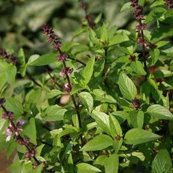 Ashokavanam Sweet Basil (Ocimum Basilicum Lamiaceae) Medicinal Herb Plant (B099XXMH1T) Amazon Price History, Amazon Price Tracker