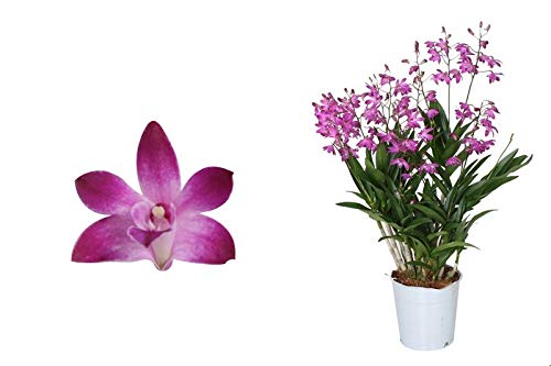 Orchid from Botanicly – Bamboo Orchid Pink – Height: 40 cm, 6 Stems – Dendrobium Berry Oda
