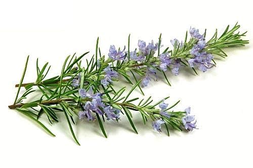 Superiozone India Fresh Rosemary Herb plant Seeds (Hybrid) Rosemary Seed Best For Your Home Gardening & Planting (B0D9KRV3W9) Amazon Price History, Amazon Price Tracker