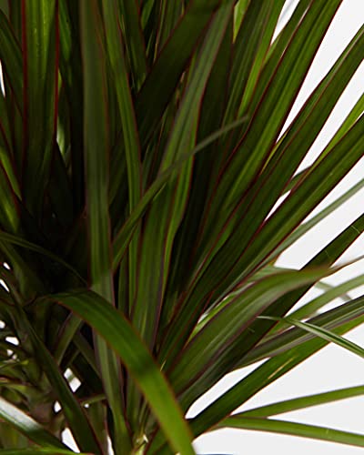 Lively Root Marginata Dragon Tree (Dracaena), 4 Inch In Grower Pot, Easy Care Live Indoor Plant, Dracaena Species #TOP5