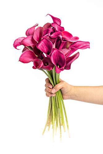 Greenchoice Flowers - Fresh Mini Calla Lilies, Flower Bouquet, Fresh Flowers for Delivery, Birthday Flowers, Flowers for Mother's Day, Flower Bouquet, Real Flowers (Pink, 20 Stems)