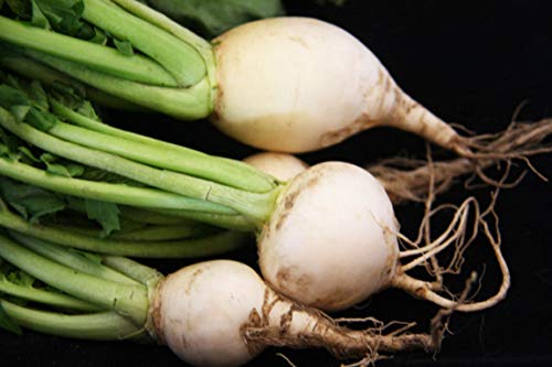 Germinazione dei semi: 100+ Semi: Seme Rapa: Semi di Bianco d'uovo di rapa Seme Fresco Spedizione Gratuita