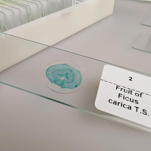 Image of 30 Pcs Microscope Slides Prepared Biology Specimen Lab Sample with Insects Plants Science Learning Home School